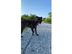 Adopt Tobi a Brindle American Pit Bull Terrier / Mixed dog in Berwyn