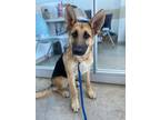 Adopt Milly a German Shepherd Dog, Mixed Breed