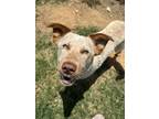 Adopt 55913653 a Australian Cattle Dog / Blue Heeler, Mixed Breed