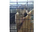 Adopt 55910208 a Labrador Retriever, Mixed Breed