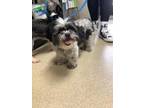 Adopt Melba a Shih Tzu, Mixed Breed