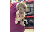 Adopt Sandy a Poodle, Mixed Breed
