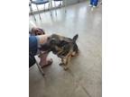 Adopt Honey a German Shepherd Dog, Mixed Breed