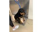 Adopt Bailey a Rottweiler