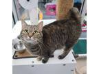 Adopt Lola a Domestic Short Hair