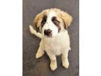 Adopt Bonnie a Great Pyrenees, Mixed Breed