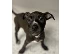 Adopt Dandelion a Pit Bull Terrier, Mixed Breed