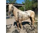 Adopt April a Quarterhorse, Palomino