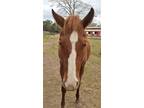 Adopt Kailoni a Quarterhorse