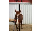 Adopt Catalina a Thoroughbred