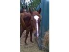 Adopt Celeste a Quarterhorse