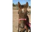 Adopt Macie a Quarterhorse