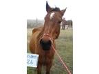 Adopt Satin a Quarterhorse