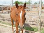Adopt Carissa a Quarterhorse