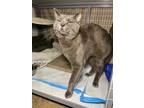 Adopt Burt a Gray or Blue (Mostly) Domestic Shorthair cat in New York