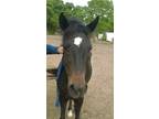 Adopt Flicka a Pony, Quarterhorse