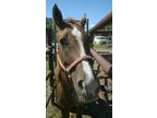 Adopt Bess a Quarterhorse