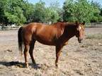 Adopt MT - Roca (MLASR #50) a Quarterhorse