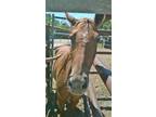 Adopt Sienna a Quarterhorse