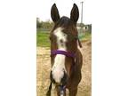 Adopt Elfie a Arabian, Quarterhorse