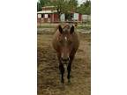 Adopt Josie a Quarterhorse