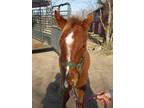 Adopt Trini a Grade, Quarterhorse