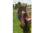 Adopt Breeze a Quarterhorse