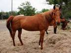 Adopt MT - Sweets (MLASR #18) a Quarterhorse