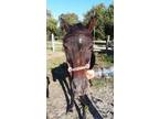 Adopt Leive a Quarterhorse