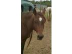 Adopt Charmaine a Quarterhorse