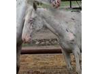 Adopt Genevieve a Appaloosa