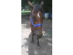 Adopt Colette a Quarterhorse