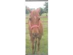 Adopt Amee a Quarterhorse