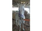 Adopt Indigo a Quarterhorse