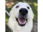 Adopt 55922753 a Great Pyrenees, Mixed Breed
