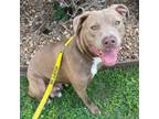 Adopt Smooches a Pit Bull Terrier, Mixed Breed