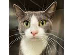 Adopt Delphine a Domestic Short Hair