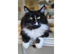 Adopt Thelma a Domestic Longhair / Mixed (short coat) cat in Fremont