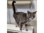 Adopt Charlie a Domestic Shorthair / Mixed (short coat) cat in Fremont