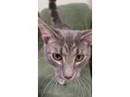 Adopt Charlie a Domestic Shorthair / Mixed (short coat) cat in Fremont