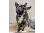 Adopt GeeGee a Domestic Shorthair / Mixed (short coat) cat in Fremont