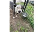Adopt BAYLOR a Pit Bull Terrier, Mixed Breed