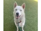 Adopt SELENE a Husky