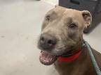 Adopt RAVEN a American Staffordshire Terrier
