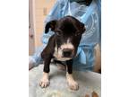 Adopt Calm a American Staffordshire Terrier, Mixed Breed