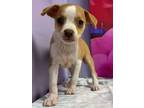 Adopt Beetle a Terrier, Mixed Breed