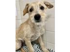 Adopt Dolly Pawton a Terrier, Mixed Breed