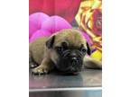 Adopt Gonzo a Pug, Mixed Breed