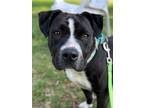 Adopt Chloe a American Staffordshire Terrier, Mixed Breed