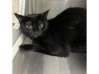 Adopt Betty Boop a Domestic Short Hair